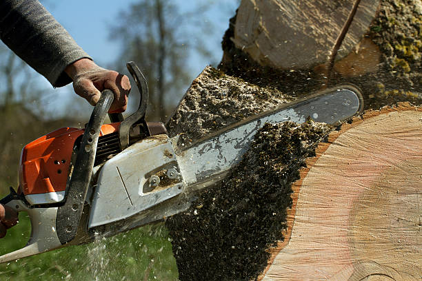 Best Tree Pruning Services  in USA